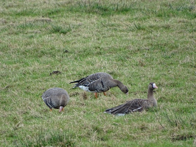 的精湛表现 的精湛表现